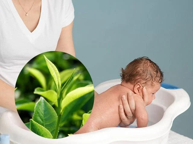 Nước lá chè xanh giúp điều trị rôm sảy