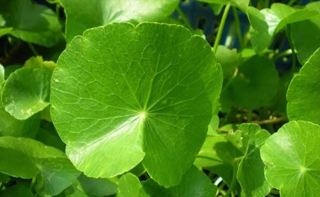 Nước lá rau má điều trị rôm sảy cho bé