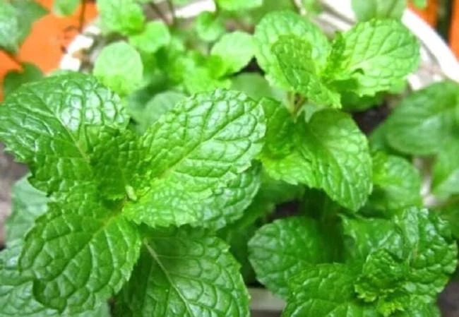 Bà đẻ sau sinh không nên ăn bạc hà