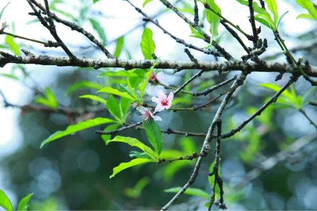 Không nên tự ý tắm lá đào cho trẻ sơ sinh