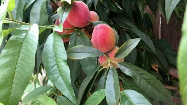 Lá đào chính là lá của cây đào ăn quả