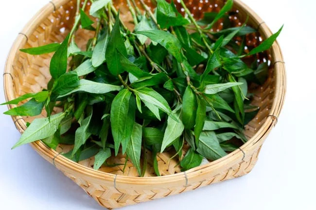 Mẹ ăn rau răm sẽ gây mất sữa