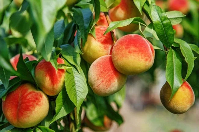 Nước tắm lá đào được tin là có khả năng trị chứng cứt trâu, làm rụng lông