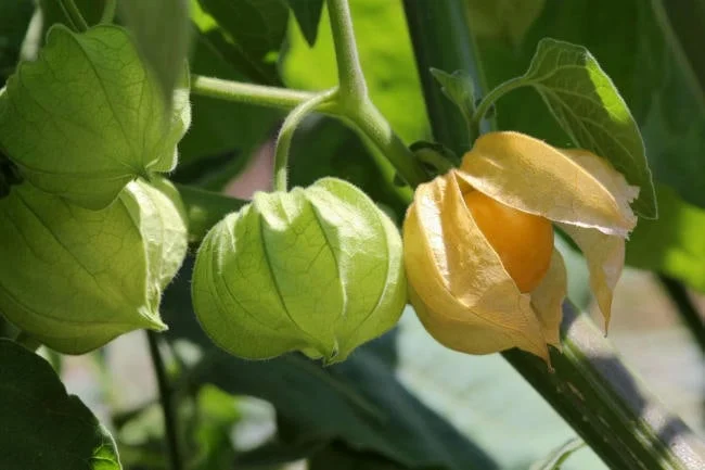 Tầm bóp hay còn được gọi là cây lồng đèn