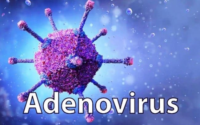 Virus Adeno tác nhân gây nhiều bệnh lý