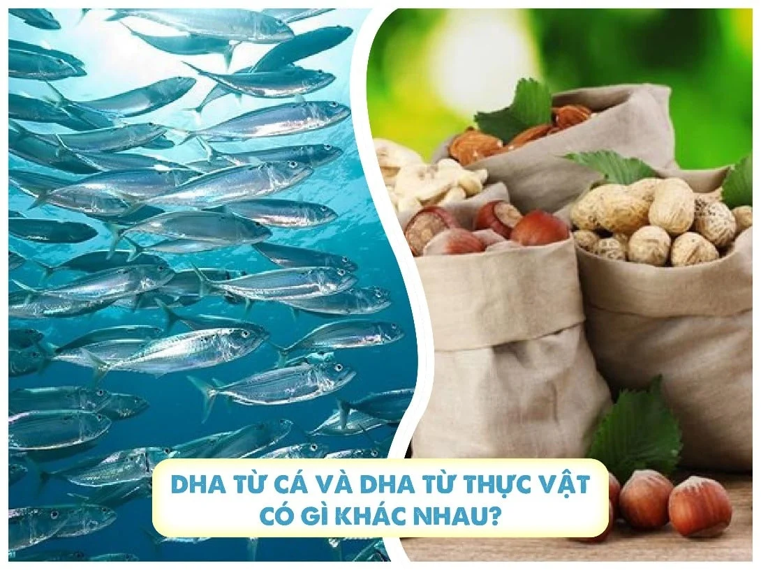 DHA thực vật và DHA từ cá - Mẹ nên chọn loại nào cho bé?