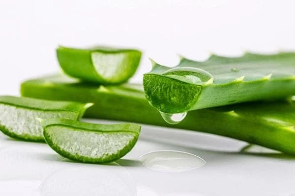 Trị vết thâm do muỗi đốt bằng nha đam