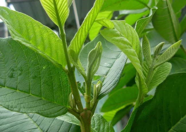 Lá ổi trị nấm da đầu cho bé