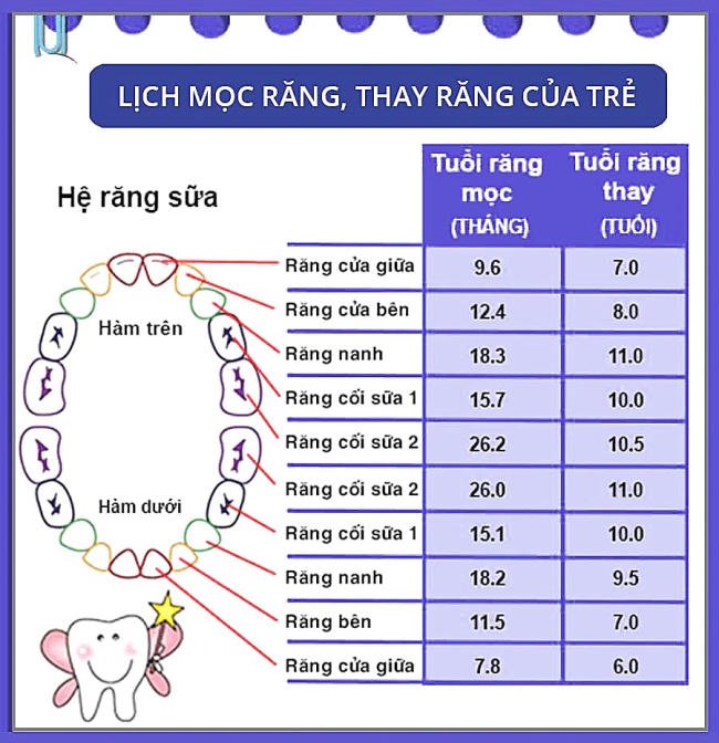 Lịch mọc răng, thay răng của trẻ
