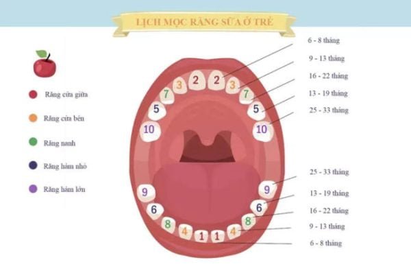 Sơ đồ răng vĩnh viễn của trẻ gồm những răng nào?