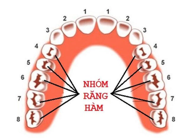 Răng hàm không thay được gọi là gì?
