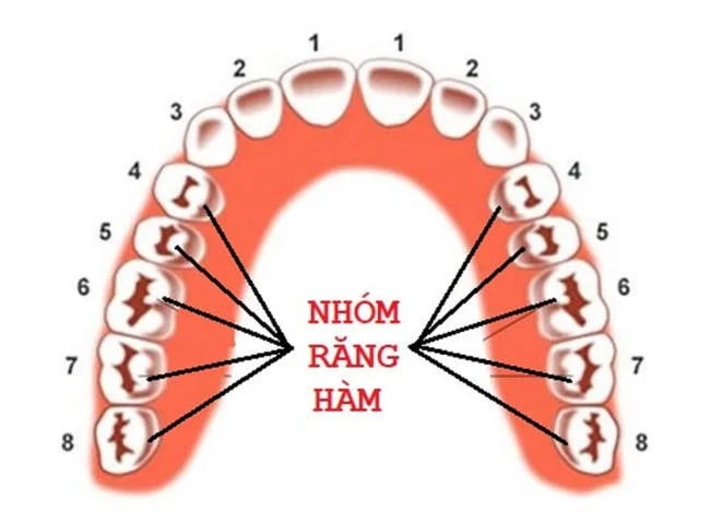 Nhóm răng hàm