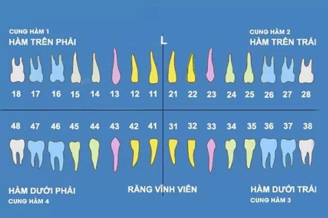 Thời gian và tuổi của việc thay răng sữa diễn ra như thế nào? (How does the process of baby teeth replacement happen in terms of time and age?)
