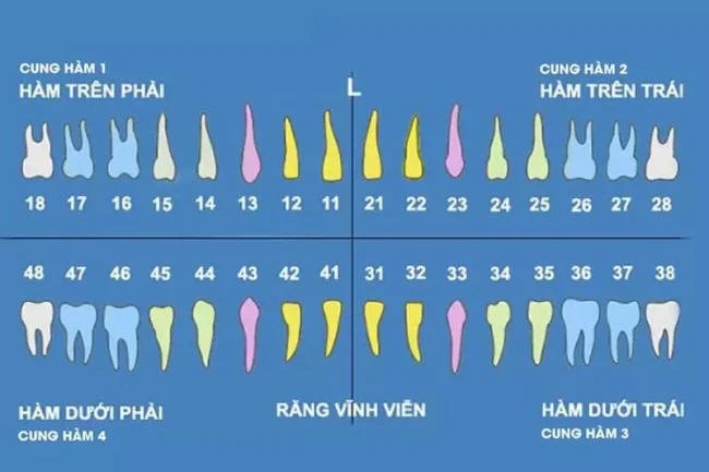 Sơ đồ răng vĩnh viễn của trẻ và lời khuyên chăm sóc từ nha sĩ