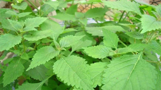 Tắm cho bé bằng lá kinh giới