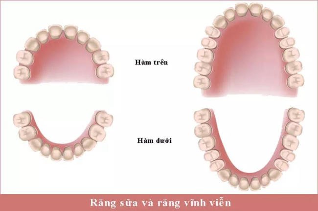 Tìm hiểu về răng vĩnh viễn và răng sữa