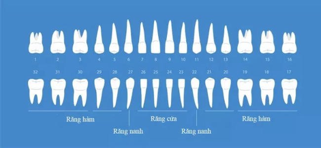 Trình tự mọc răng vĩnh viễn ở trẻ