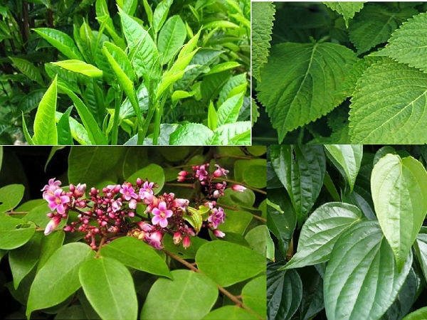 Các loại lá tắm rôm sảy cho bé