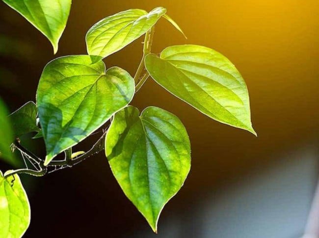 Dùng lá trầu không