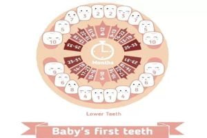 Lịch mọc răng của bé và Cách chăm sóc khi bé mọc răng