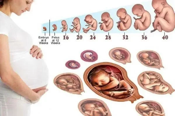 Sự phát triển của thai nhi qua các giai đoạn