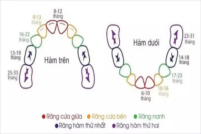 Trình tự mọc răng sữa của bé