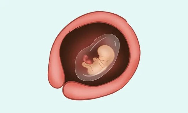 Điều gì 3 tháng đầu thai nhi sống bằng nội tiết là thông tin thú vị?
