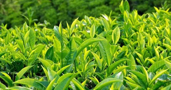 Cách trị nấm lưỡi cho bé bằng lá trà xanh