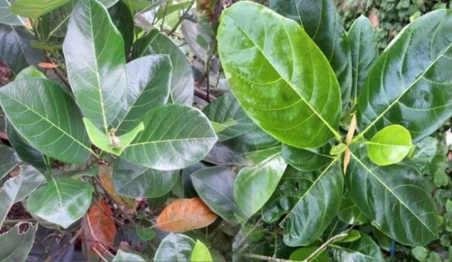Mật ong và lá mít chữa nấm miệng