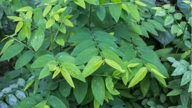 Rau ngót chữa nấm miệng cho bé