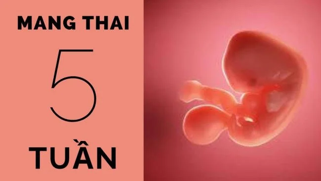 Thai 5 tuần tuổi: Đã vào tử cung chưa? Siêu âm có thấy không?