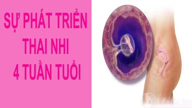 thai nhi 4 tuần