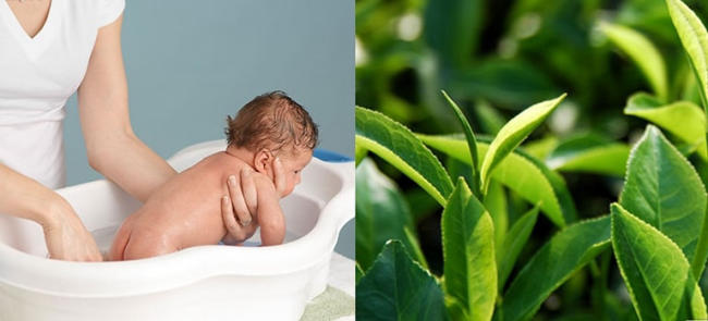 Cách tắm lá chè xanh chữa bệnh thủy đậu
