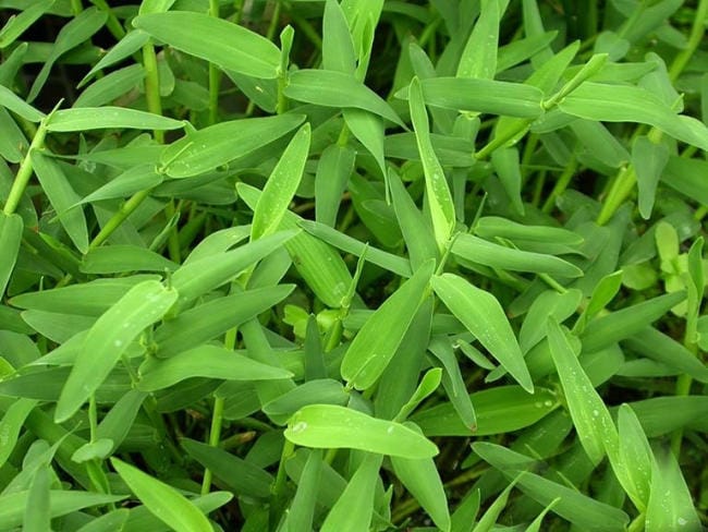 Lá cỏ chân vịt