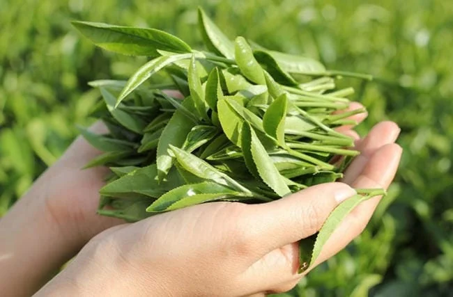 Trẻ Bị Sởi Tắm Lá Gì? Bật Mí 6 Loại Lá Tắm Dễ Tìm