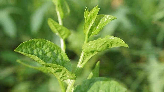 Mẹo chữa đái dắt ở trẻ em