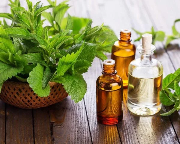 Dầu bạc hà có thể giúp mẹ giảm căng sữa hiệu quả