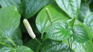 Lá lốt làm giảm sữa mẹ tiết ra