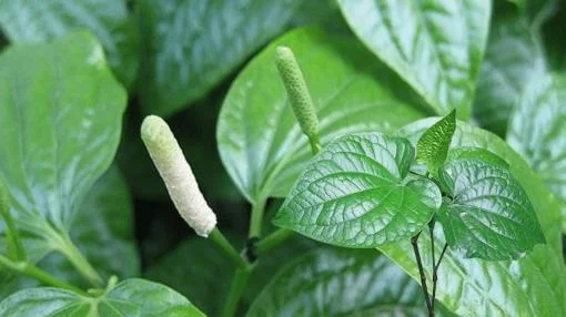 Lá lốt làm giảm sữa mẹ tiết ra